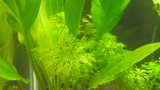 Limnophila sessiliflora: real photograph 2