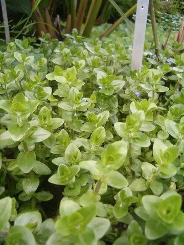 Carolina Waterhyssop: real photograph 1