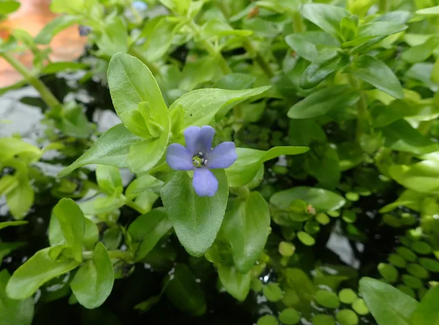 Carolina Waterhyssop: real photograph 4