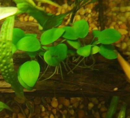 Anubias nana: real photograph 1