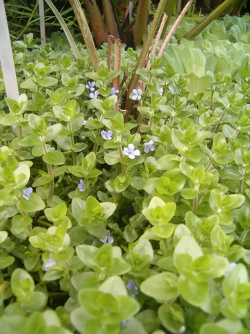 Carolina Waterhyssop: real photograph 2