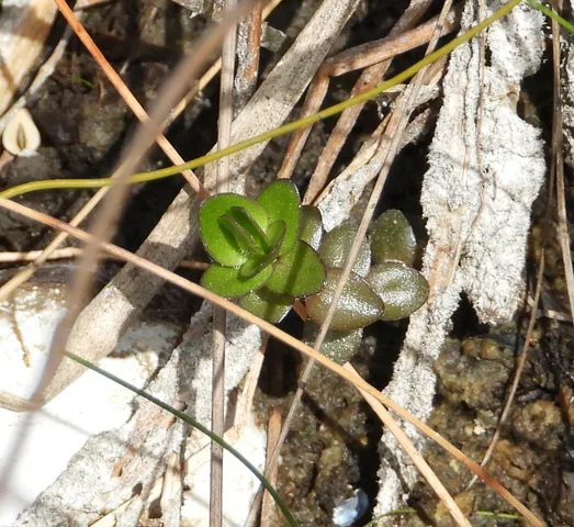 Carolina Waterhyssop: real photograph 7
