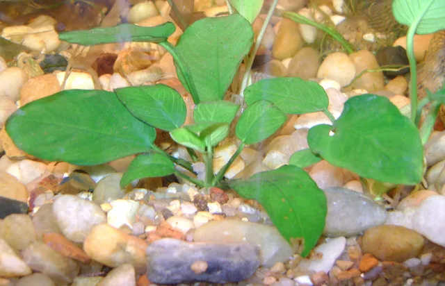 Anubias nana: real photograph 3