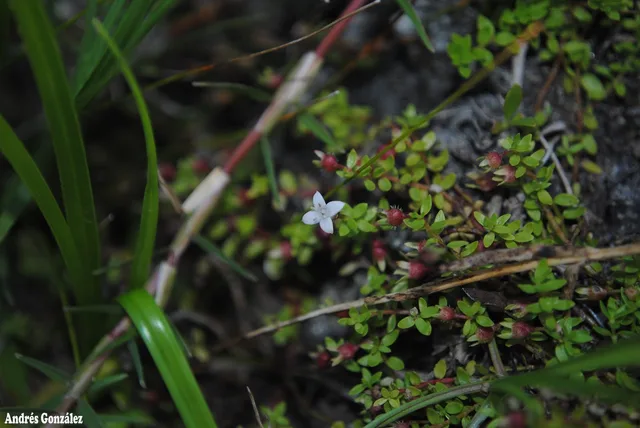 Хедиотис Зальцмана: реальная фотография 1