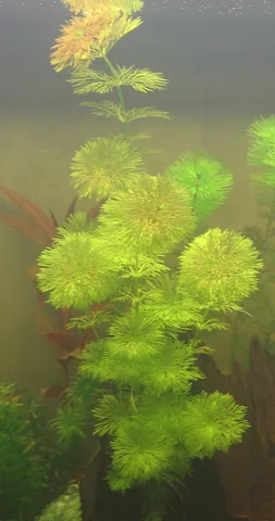 Limnophila sessiliflora: real photograph 1
