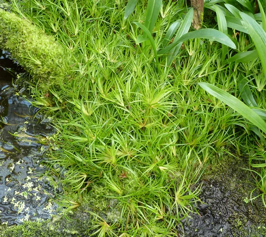 Creeping rush: real photograph 1