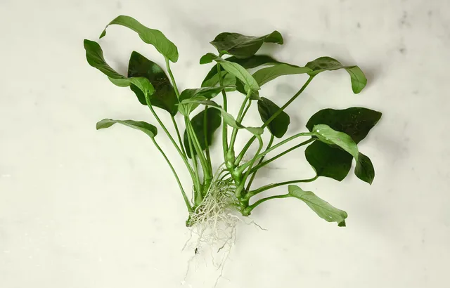 Anubias nana: real photograph 5