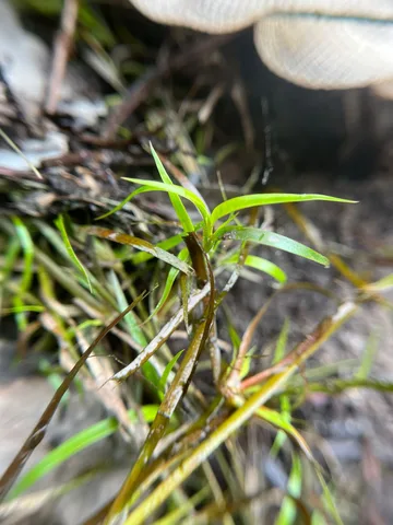 Creeping rush: real photograph 3