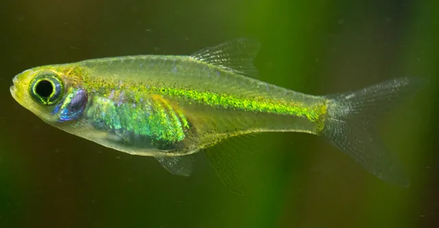 Microdevario kubotai: real photograph 2
