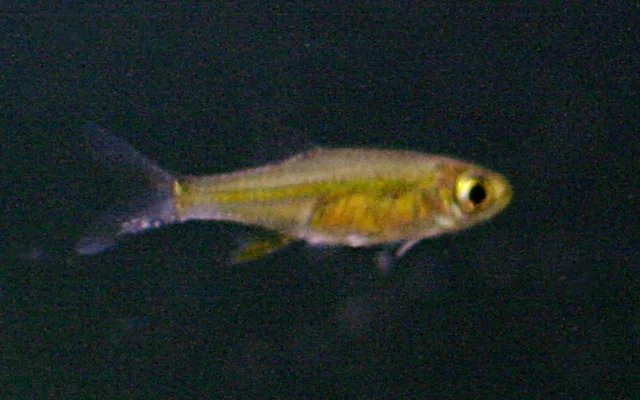 Microdevario kubotai: real photograph 1