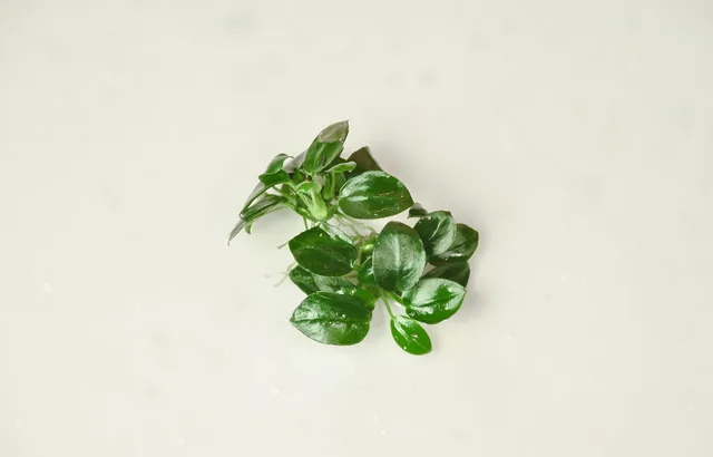 Anubias nana Petite: real photograph 1