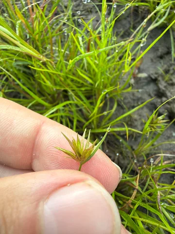 Creeping rush: real photograph 2