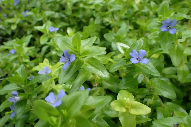 Carolina Waterhyssop: real photograph 5
