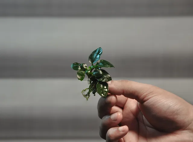 Anubias nana Petite: real photograph 2