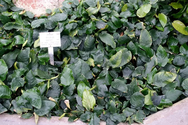 Anubias nana: real photograph 4