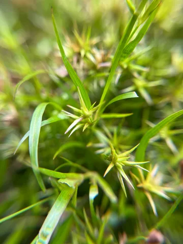 Creeping rush: real photograph 4