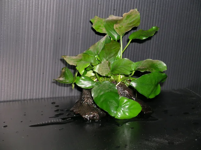 Anubias nana: real photograph 2