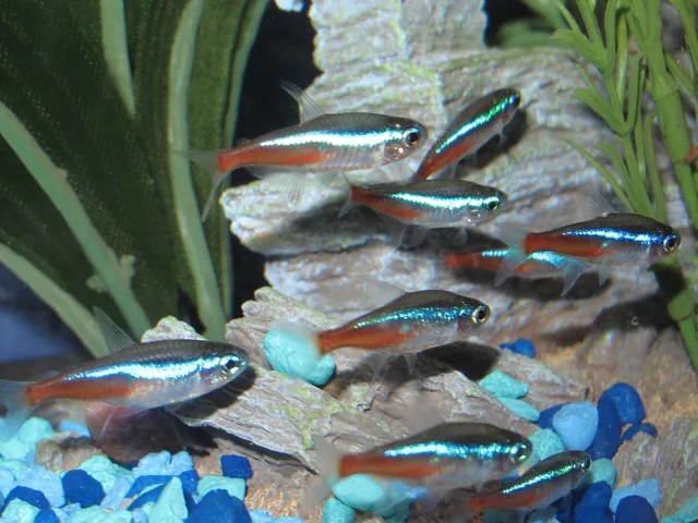 Blue neon (common neon): real photograph 3
