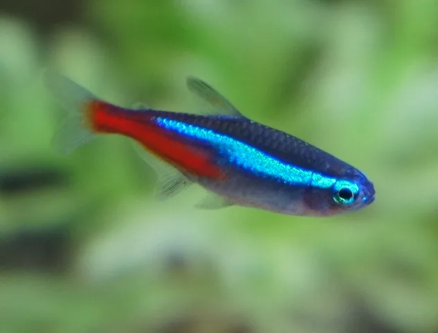 Blue neon (common neon): real photograph 4