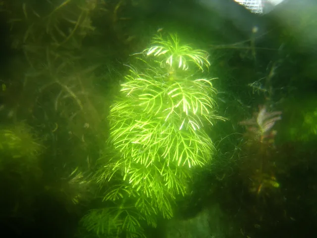 Limnophila sessiliflora: real photograph 3