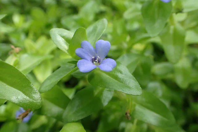 Carolina Waterhyssop: real photograph 6