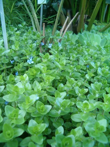Carolina Waterhyssop: real photograph 3